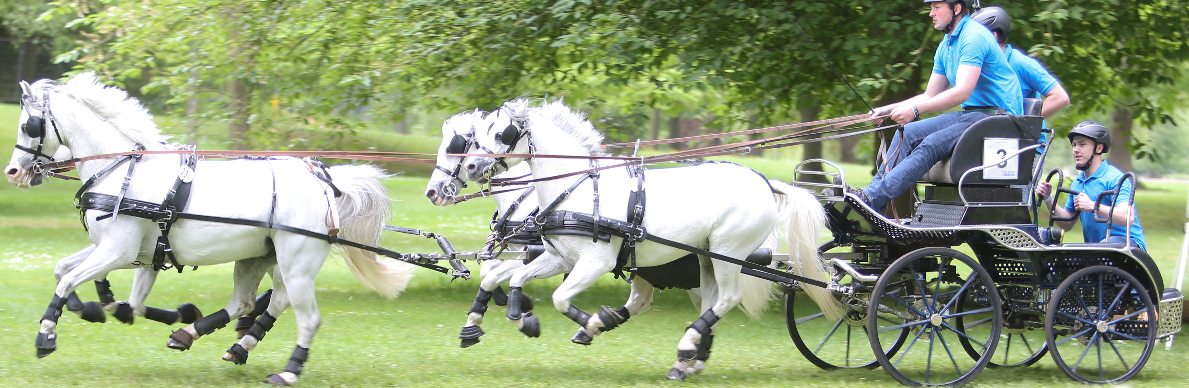 image photo gbr pony driving team